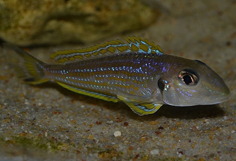 Xenotilapia ochrogenys 'Kigoma'